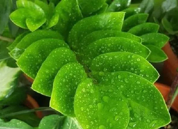 植物浇水|雪铁芋怎么浇水方法 一次浇多少水合适