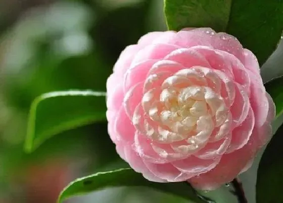 花语|四季茶花花语及代表意义