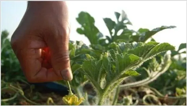 西瓜花粉少怎么办？改善措施介绍 | 种植技术