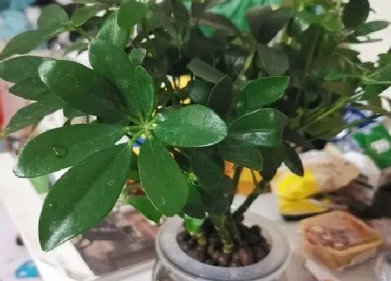 植物百科|鹅掌柴对人身体有害吗