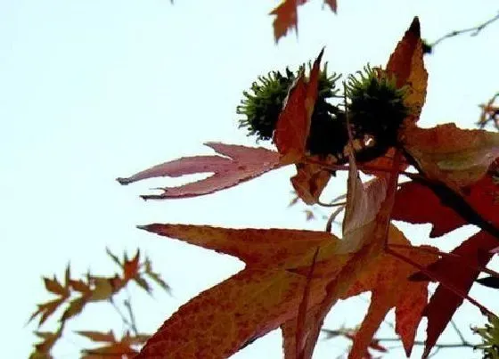 植物种类|槭树和枫树是一种树吗