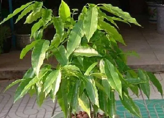 植物种类|不怕冷的绿植盆栽有哪些