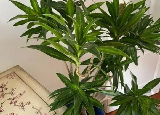 花期|龙血树花期是什么时候