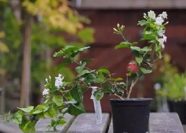 盆景|茉莉花用多大的盆种