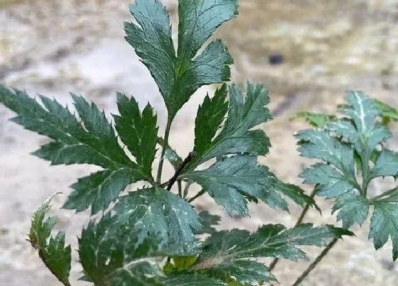 生长环境|黄连的生长环境及生长地方条件