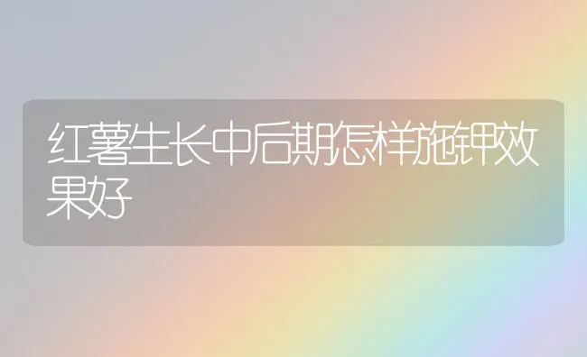 红薯生长中后期怎样施钾效果好 | 瓜果种植