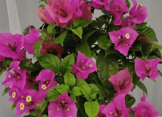 开花时间|三角梅什么时候开花 一年开几次花