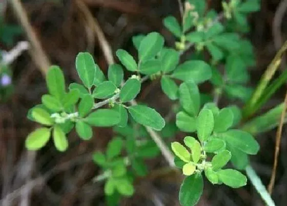 植物种类|铁马鞭是什么树 生长在什么地方