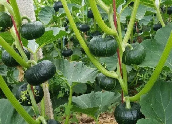 种植管理|小南瓜种植技术与管理