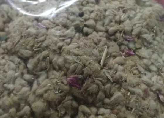 植物播种|千日红在什么时候播种最好