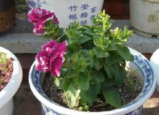 植物毒性|碧玉花有毒吗