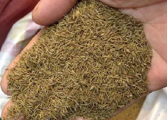 植物播种|蒲公英种子怎么种植