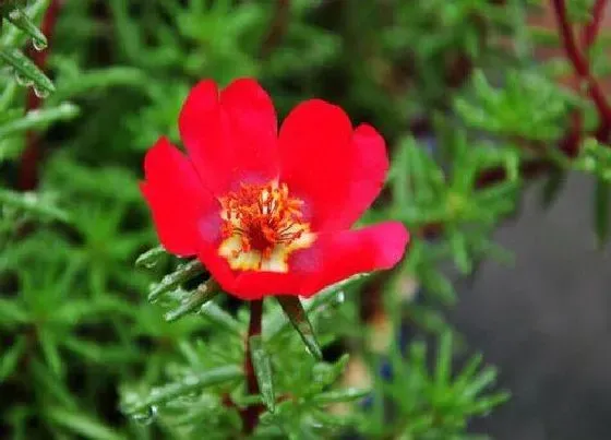 花语|太阳花代表什么花语