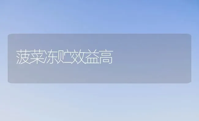 菠菜冻贮效益高 | 蔬菜种植