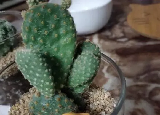 植物百科|多肉植物能不能晒太阳