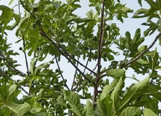 植物百科|桑树皮和桑白皮一样吗 区别及功效