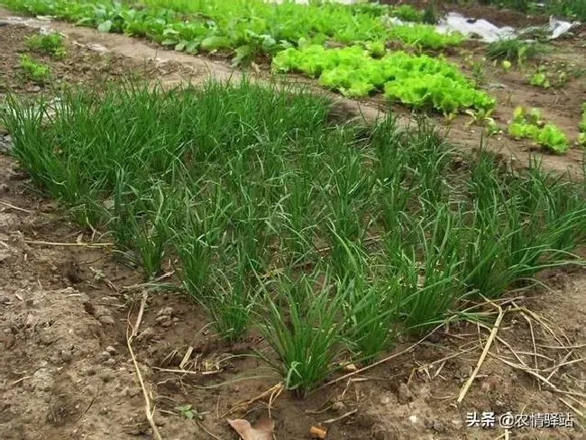 种植管理|韭菜什么时候种最好，种韭菜的最佳时间是几月份）