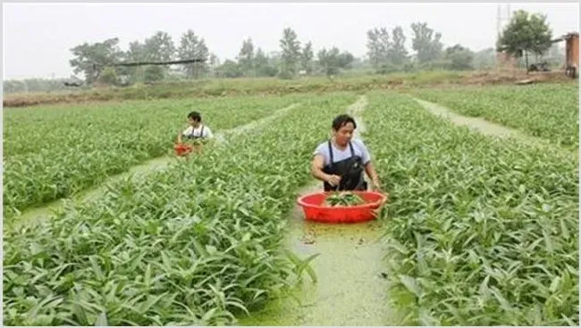 空心菜高产栽培注意什么 | 耕种资料