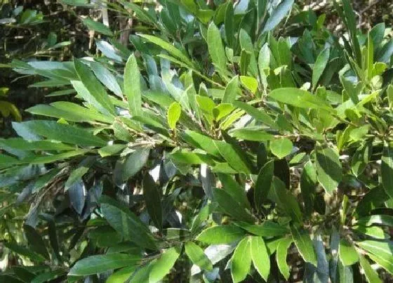 植物排行|北方盆景植物有哪些