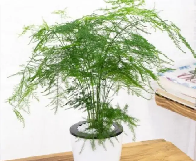养殖方法|家中绿植怎样养长得快旺盛（室内怎样才能养出好的绿植）