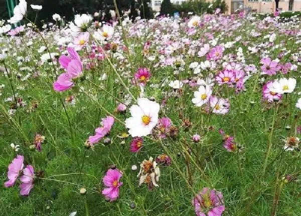 养殖科普|格桑花太密了怎么办