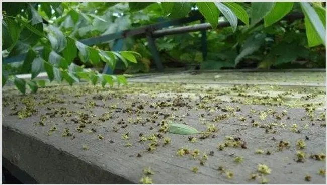 樱桃落花落果怎么办 | 耕种资料