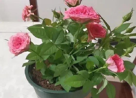 花期|玫瑰花期多久时间