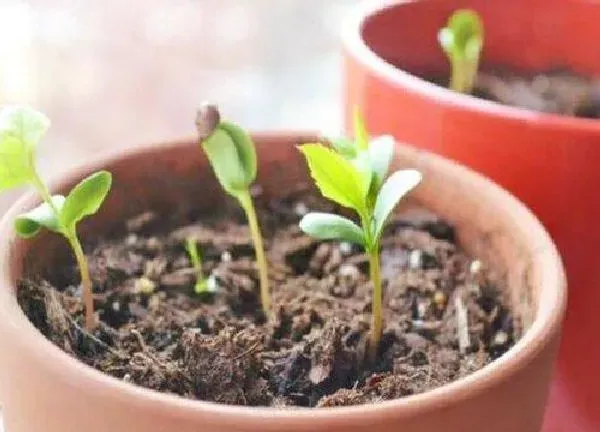 植物发芽|苹果籽怎么发芽快