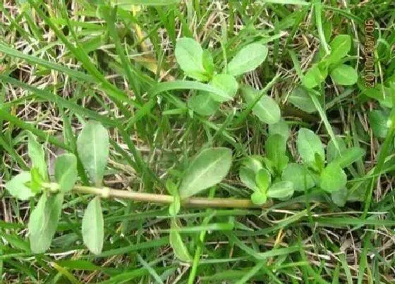 种植管理|水花生种子几月份种植合适