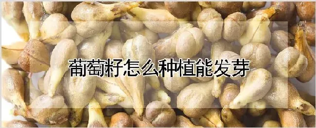 葡萄籽怎么种植能发芽 | 耕种资料