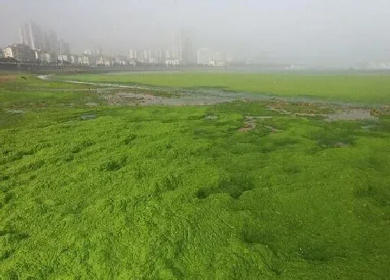 植物种类|绿藻是植物吗 属于什么植物