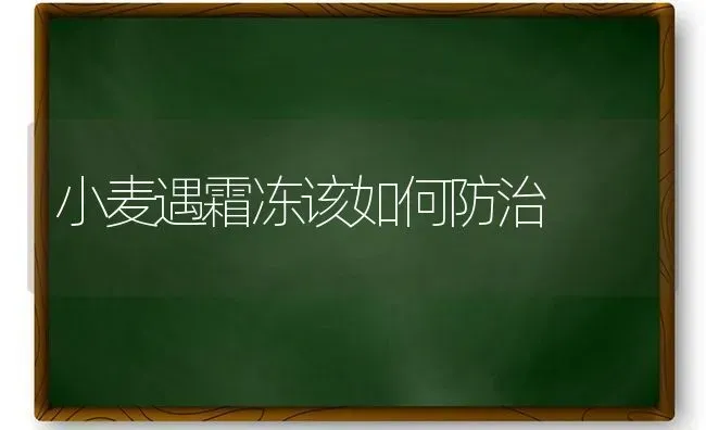 小麦遇霜冻该如何防治 | 粮油作物种植