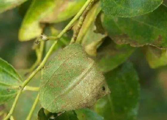 植物病害|柿子树炭疽病的发病原因及治疗方法