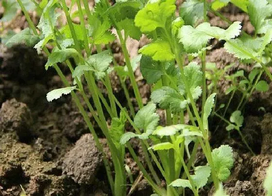 植物施肥|香菜用什么肥料最好