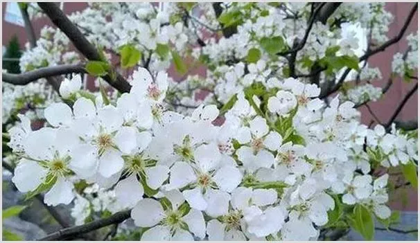 梨树花期怎么提高坐果率 | 农业科普