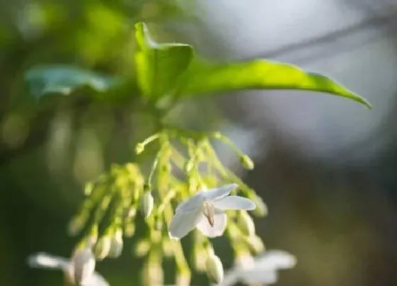 植物种类|茉莉是树还是花