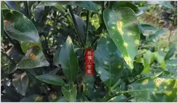 12个月沃柑种植技术与管理方法全集 | 农业技术