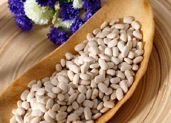 生长环境|芸豆生长温度是多少度
