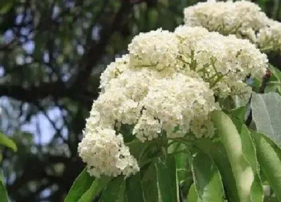 花期|石楠花花期是什么时候