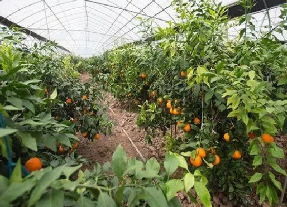 种子|橘子是什么植物的果实