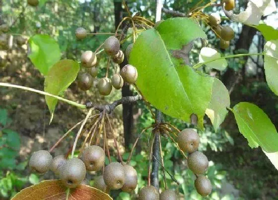 植物寓意|代表惊蛰的植物有哪些