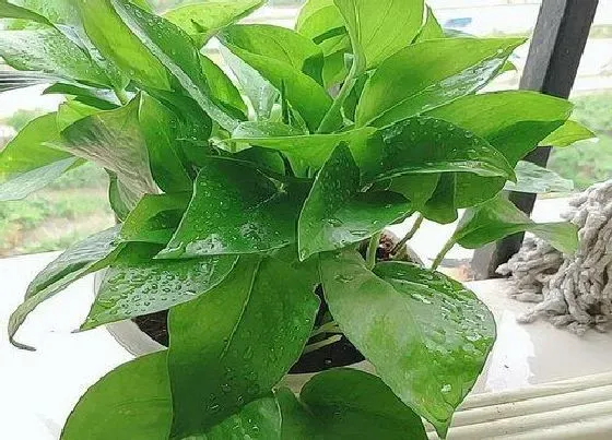 颜色花|绿萝的花是什么颜色 长什么形状样子