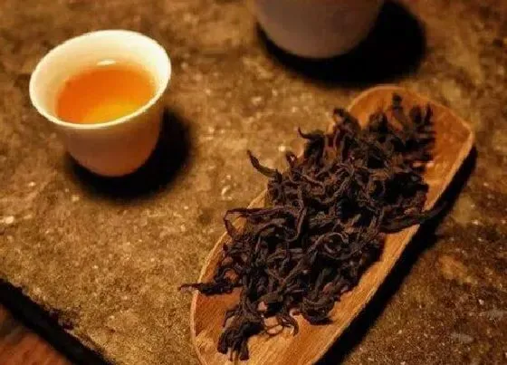 习性特点|古树茶和乔木茶的区别