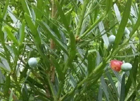 植物排行|北方盆景植物有哪些