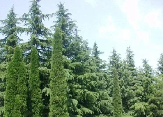 种植位置|松柏树可以种在院子里吗