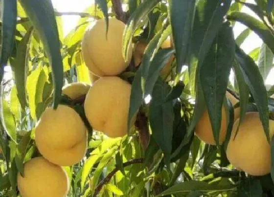 种植管理|黄桃树苗什么时候种植最合适，黄桃树几月份移栽最好）