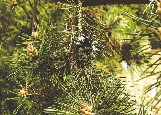 植物百科|松树是什么植物