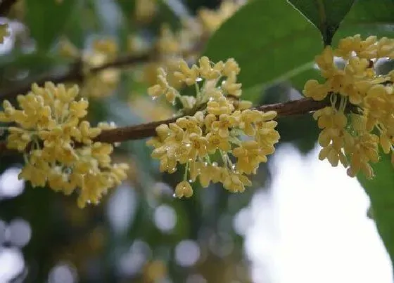 植物价格|桂花多少钱一盆