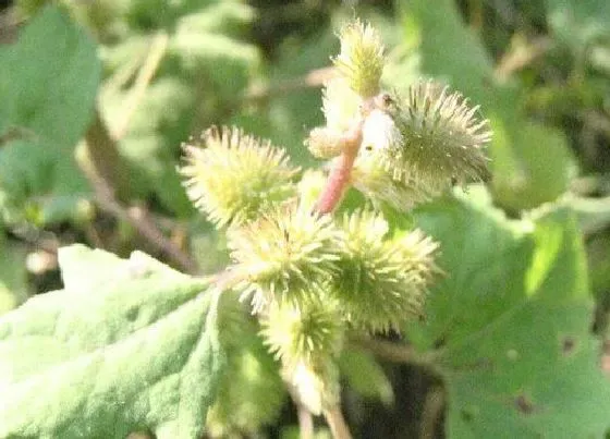 植物百科|刺猬草生长在什么地方