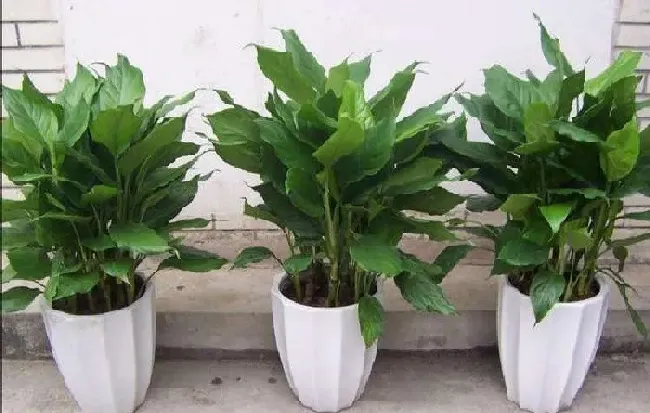 养殖方法|家中绿植怎样养长得快旺盛（室内怎样才能养出好的绿植）